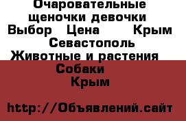 Очаровательные щеночки девочки. Выбор › Цена ­ 1 - Крым, Севастополь Животные и растения » Собаки   . Крым